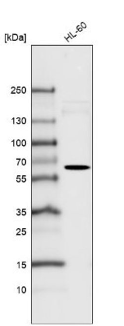 SSEA-1 Antibody (CL6365), Novus Biologicals 25 &mu;L; SSEA-1 Antibody;